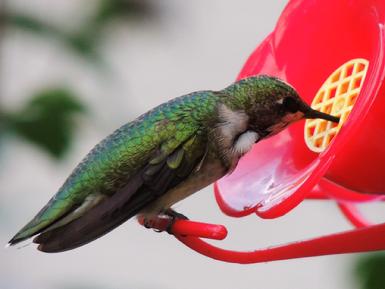 Hummingbird, Nectar Defender